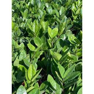 Chậu nhựa đen mềm KIM TIỀN DECOR - Kim Phát Tài - Zzplant |Vườn Như Ngọc| - đã bật hỏa tốc