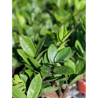Chậu nhựa đen mềm KIM TIỀN DECOR - Kim Phát Tài - Zzplant |Vườn Như Ngọc| - đã bật hỏa tốc