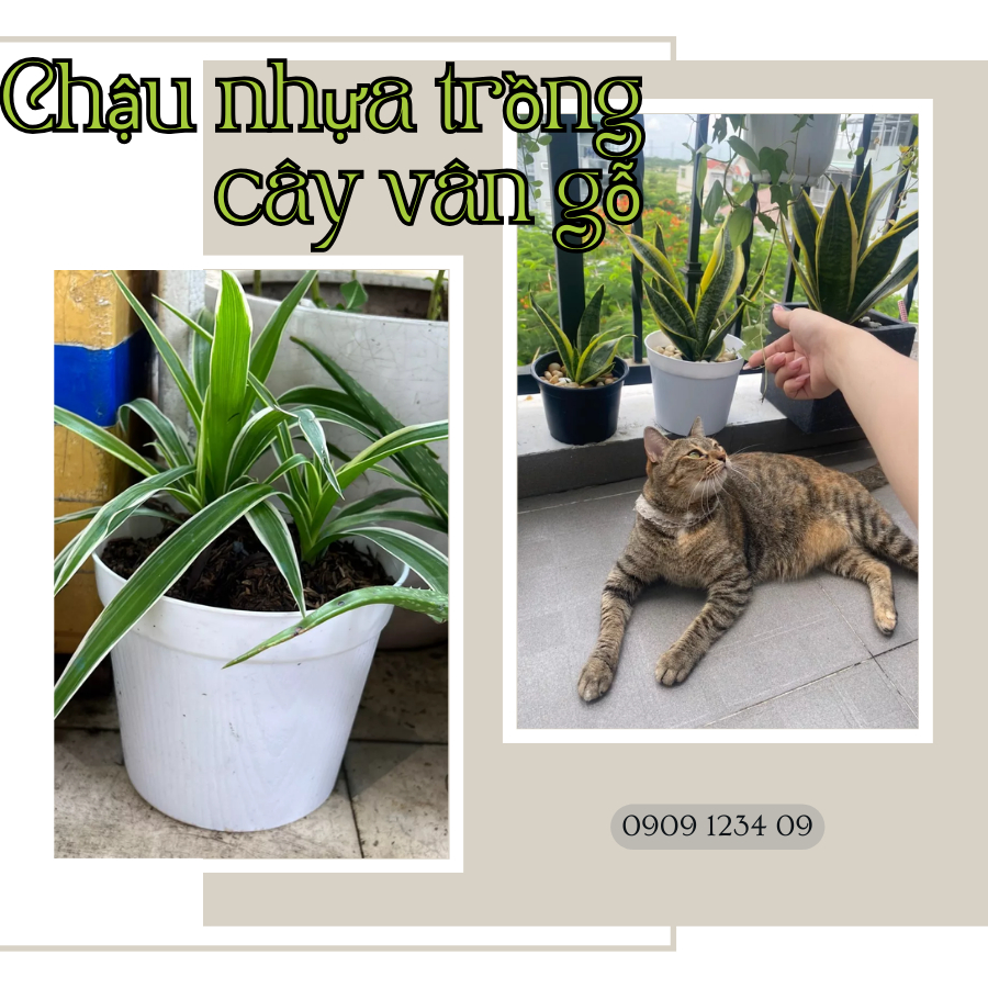 Chậu nhựa trồng cây chậu vân gỗ nhiều Màu 18