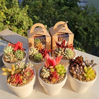 [KÈM HỘP QUÀ] Set Sen đá mix được trồng sẵn trong chậu nung nhiều size  Mầm Nắng Garden lỗi 1 đền 1