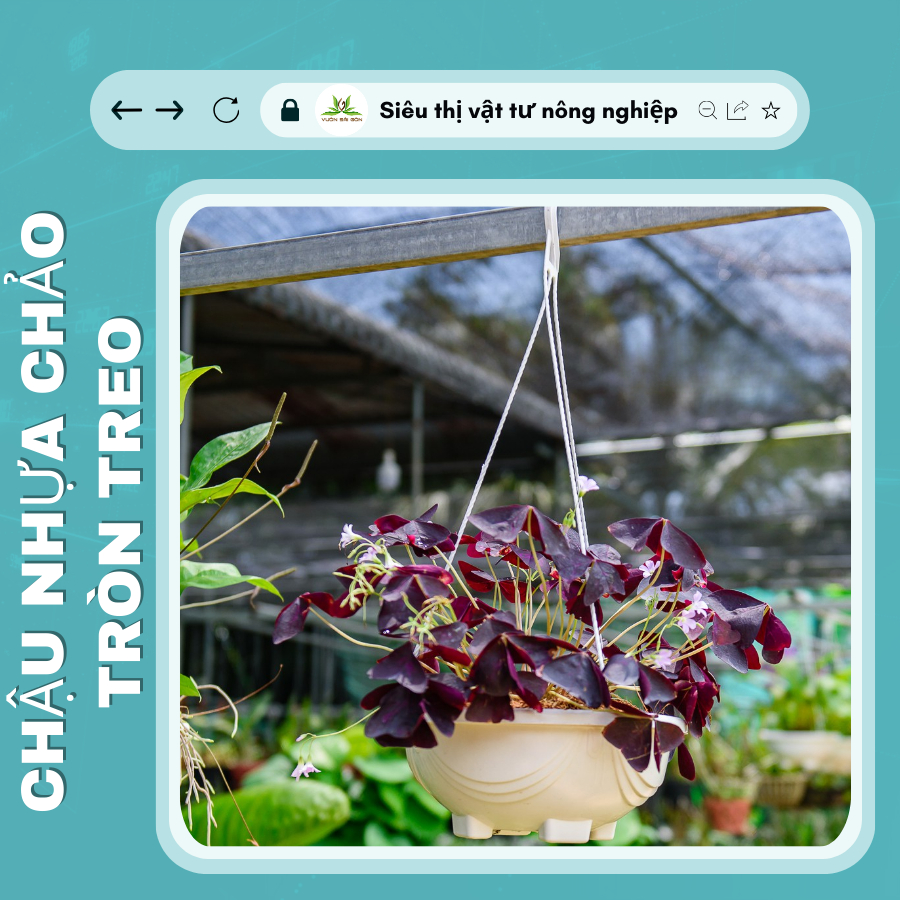 Chậu treo chảo tròn AD chậu nhựa 6
