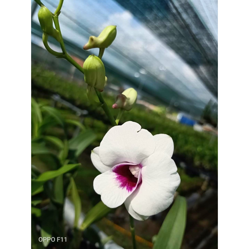 cây Hoa Lan Dendro Yaya Rau Muống(SHOP CÂY XANH) | Shopee Việt Nam