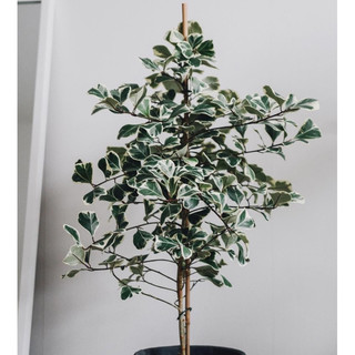 ĐA TAM PHÚC decor nhà cửa, sân vườn - |Vườn Như Ngọc| - ĐÃ BẬT HOẢ TỐC