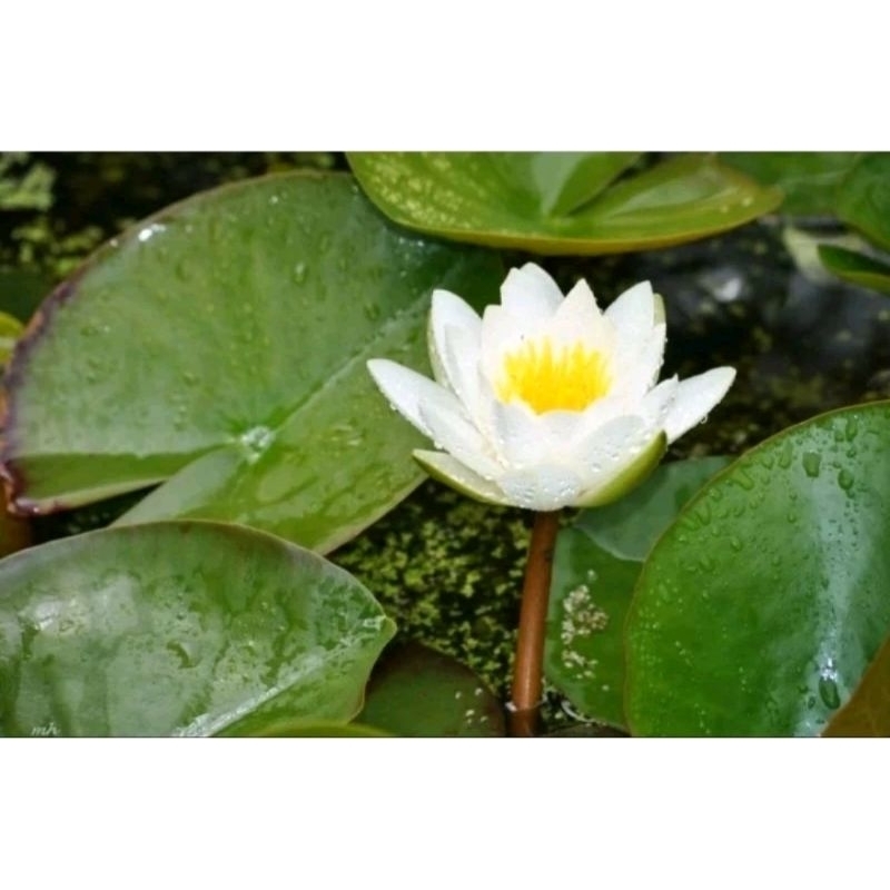 2 cây Hoa súng trắng trồng thủy sinh, trang trí hồ cá