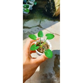 Cây thủy nữ thủy sinh (cây giống)