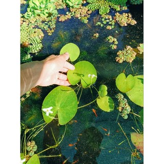 Cây thủy nữ thủy sinh (cây giống)