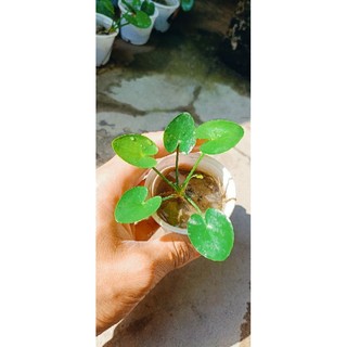 Cây thủy nữ thủy sinh (cây giống)
