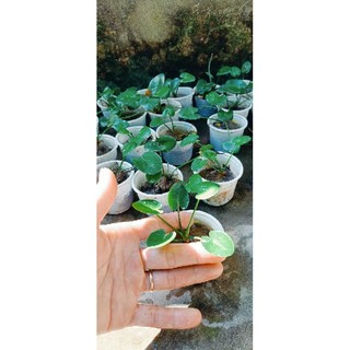 Cây thủy nữ thủy sinh (cây giống)