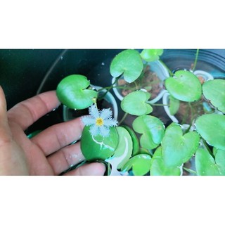 Cây thủy nữ thủy sinh (cây giống)