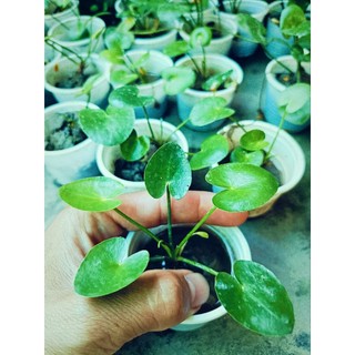 Cây thủy nữ thủy sinh (cây giống)