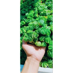 Bèo tai chuột thái thủy sinh combo 5 cây 11k