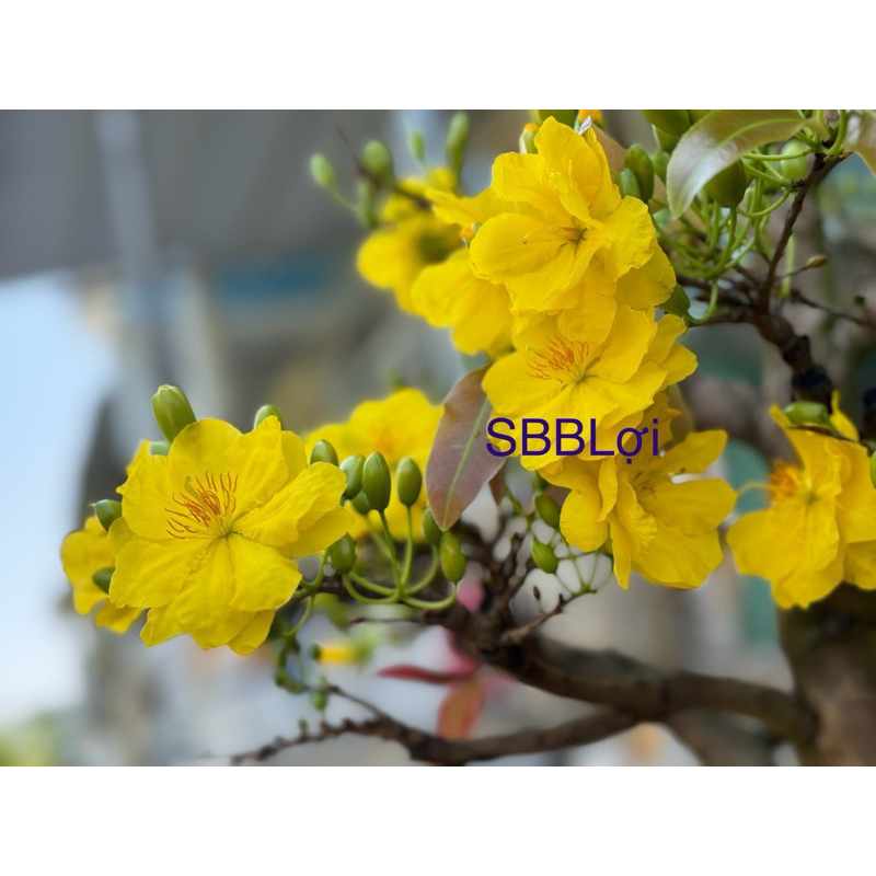 Hoa mai dảo siêu bông Bình Lợi_cây ghép 2 năm