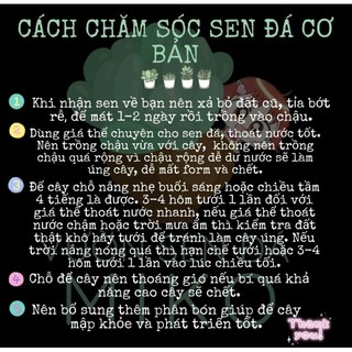 Phụ kiện mini chú vịt vàng Mầm Nắng Garden  lỗi 1 đền 1