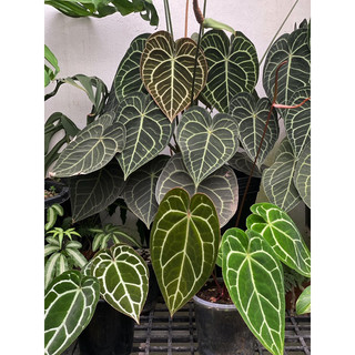 Chậu Cứng Anthurium Clari Hybrid Dark Form  decor nhà cửa- |Vườn Như Ngọc | -  ĐÃ BẬT HOẢ TỐC