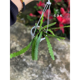 Chậu Treo Quỳnh Xương Cá - |Vườn Như Ngọc| - Đã bật Vận chuyển Hoả Tốc