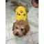Áo Ba Lỗ Cho Chó Mèo Hình Hoạt Hình Siêu Cute - Áo Thú Cưng Chất Vải Mát, Co Giãn Thoải Mái