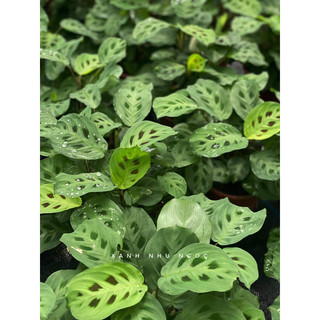 Chậu nhựa đỏ Đuôi Công Xương Cá Xanh - GREEN MARANTA - |Vườn Như Ngọc| - Đã bật hoả tốc