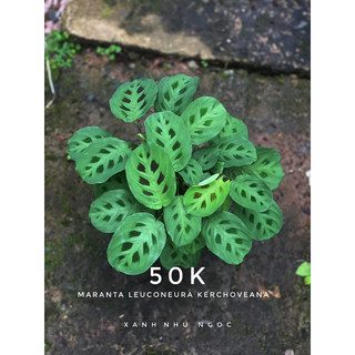 Chậu nhựa đỏ Đuôi Công Xương Cá Xanh - GREEN MARANTA - |Vườn Như Ngọc| - Đã bật hoả tốc