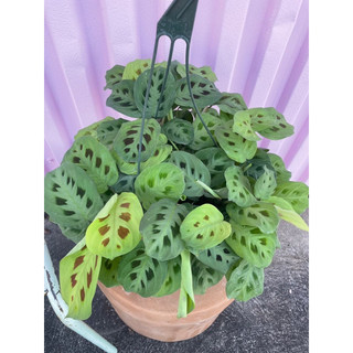 Chậu nhựa đỏ Đuôi Công Xương Cá Xanh - GREEN MARANTA - |Vườn Như Ngọc| - Đã bật hoả tốc