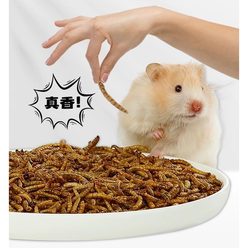 sâu Super worm size trung dành cho hamster , chim, nhím,.. - T3 PETS ...