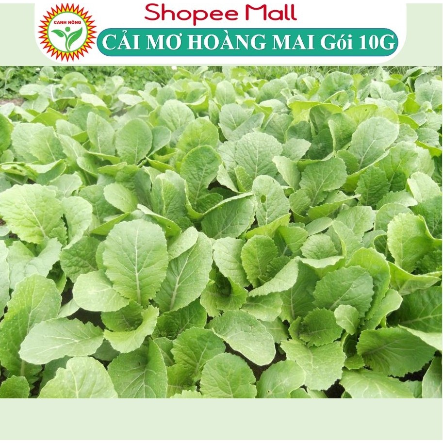 Hạt giống rau cải mơ hoàng - mai cải mơ lùn (cải mơ đăm) Cải Bẹ Xanh Mỡ (10g~000 hạt) chịu nhiệt, dễ nảy mầm, t