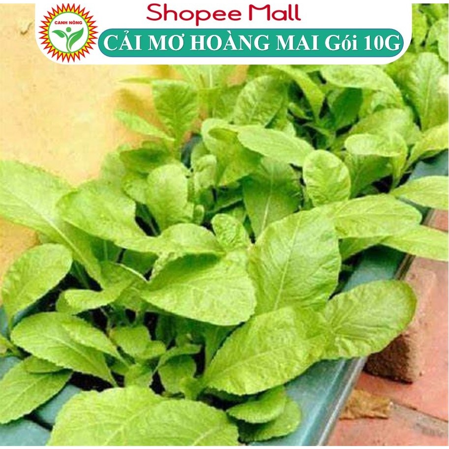 Hạt giống rau cải mơ hoàng - mai cải mơ lùn (cải mơ đăm) Cải Bẹ Xanh Mỡ (10g~000 hạt) chịu nhiệt, dễ nảy mầm, t