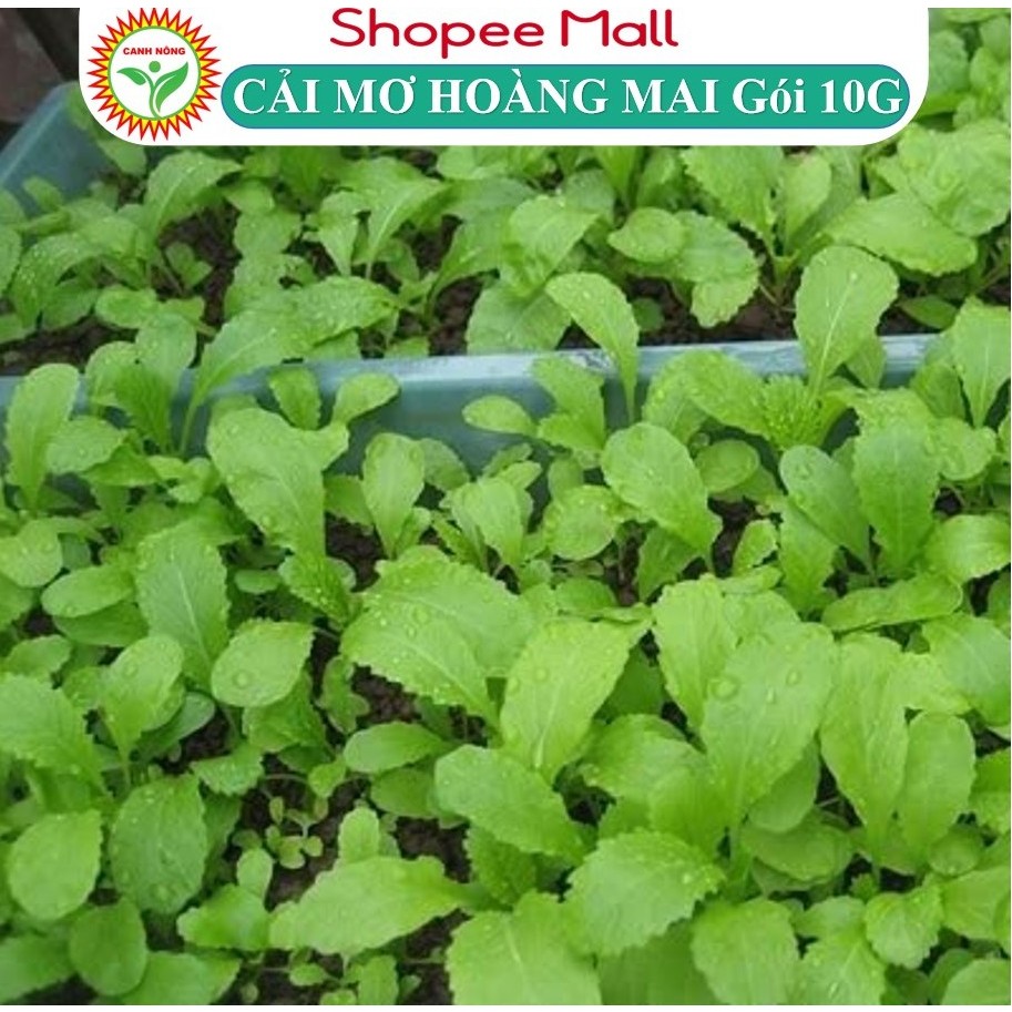 Hạt giống rau cải mơ hoàng - mai cải mơ lùn (cải mơ đăm) Cải Bẹ Xanh Mỡ (10g~000 hạt) chịu nhiệt, dễ nảy mầm, t