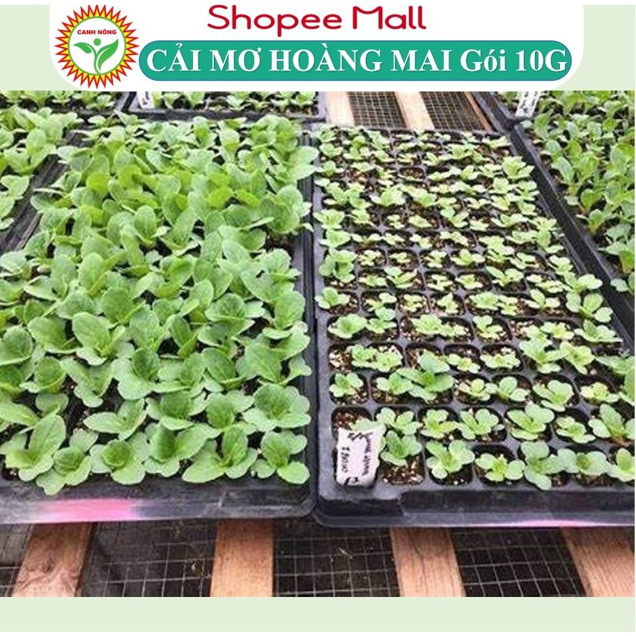 Hạt giống rau cải mơ hoàng - mai cải mơ lùn (cải mơ đăm) Cải Bẹ Xanh Mỡ (10g~000 hạt) chịu nhiệt, dễ nảy mầm, t