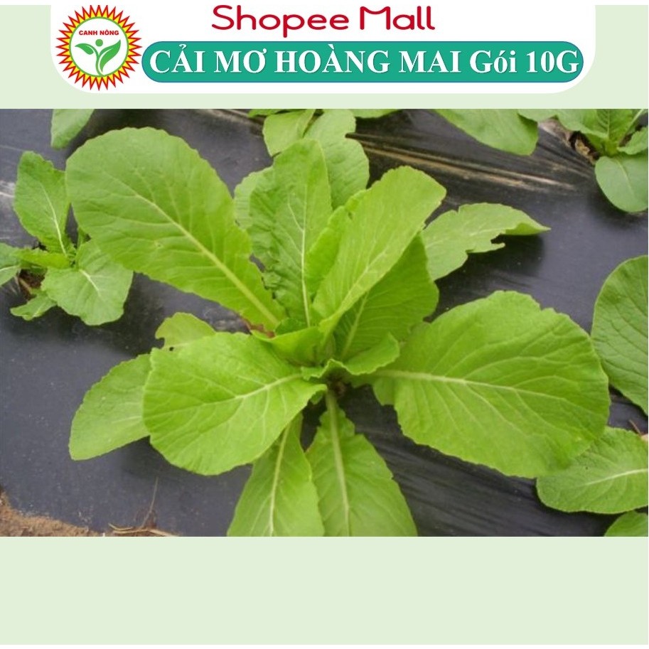 Hạt giống rau cải mơ hoàng - mai cải mơ lùn (cải mơ đăm) Cải Bẹ Xanh Mỡ (10g~000 hạt) chịu nhiệt, dễ nảy mầm, t