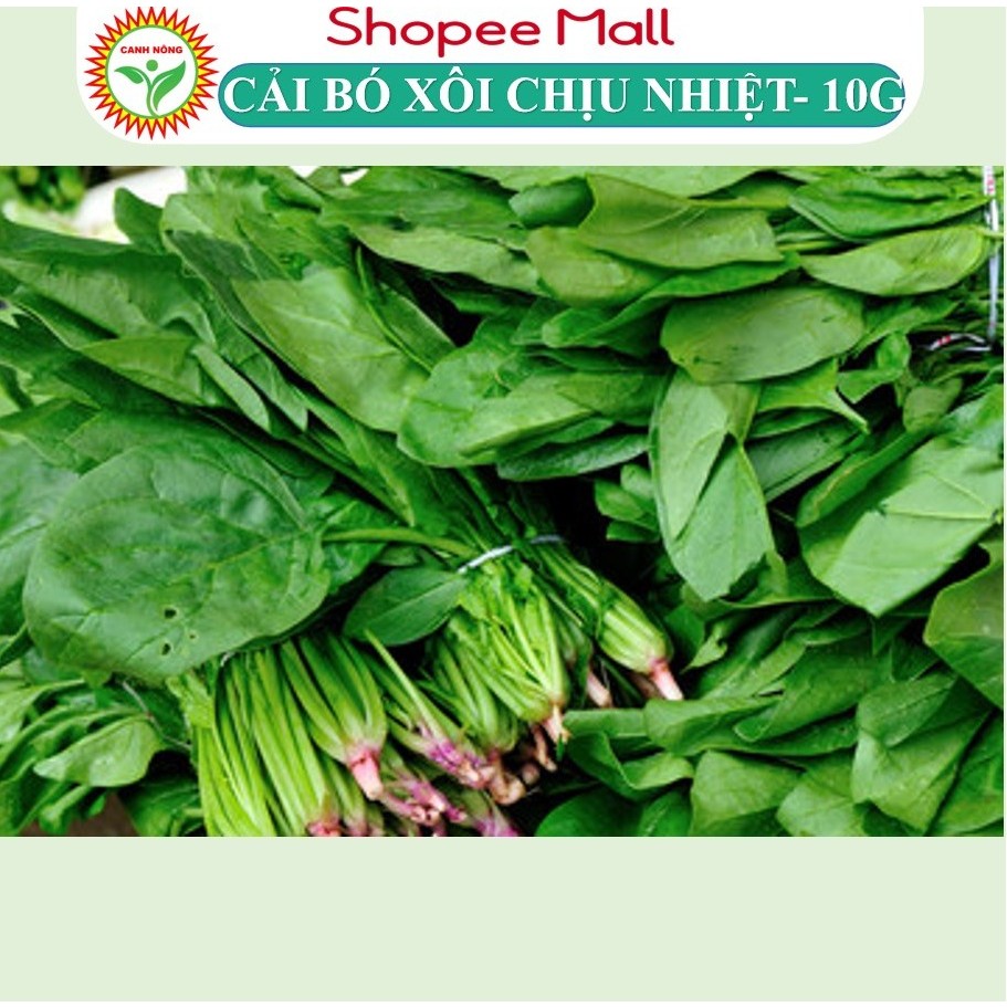 Hạt giống Cải Bó Xôi Chịu Nhiệt (10g~2800 hạt) chịu nhiệt, sinh trưởng khỏe, trồng quanh năm - Hạt giống CANH NÔNG