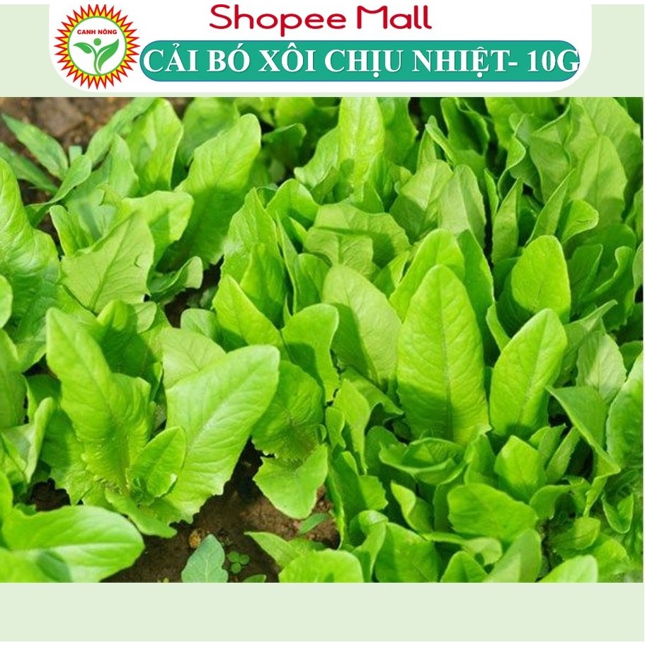 Hạt giống Cải Bó Xôi Chịu Nhiệt (10g~2800 hạt) chịu nhiệt, sinh trưởng khỏe, trồng quanh năm - Hạt giống CANH NÔNG