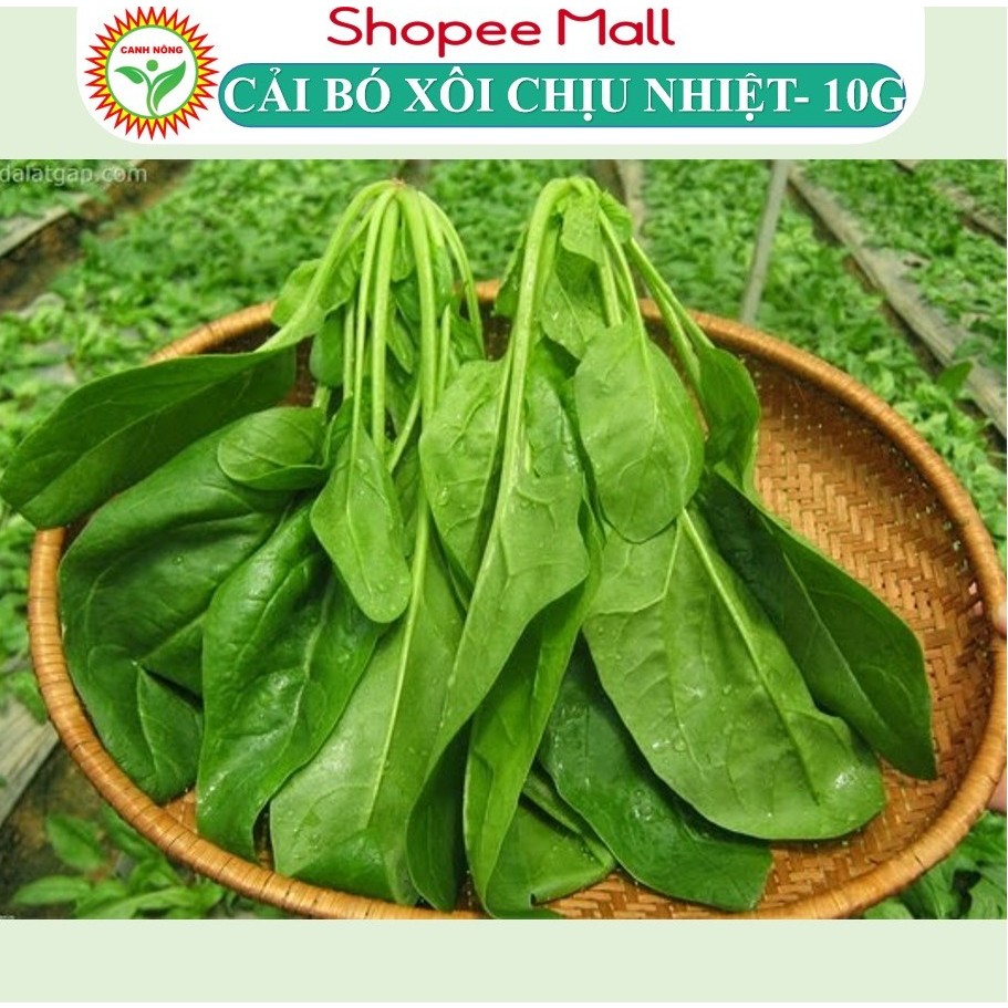 Hạt giống Cải Bó Xôi Chịu Nhiệt (10g~2800 hạt) chịu nhiệt, sinh trưởng khỏe, trồng quanh năm - Hạt giống CANH NÔNG