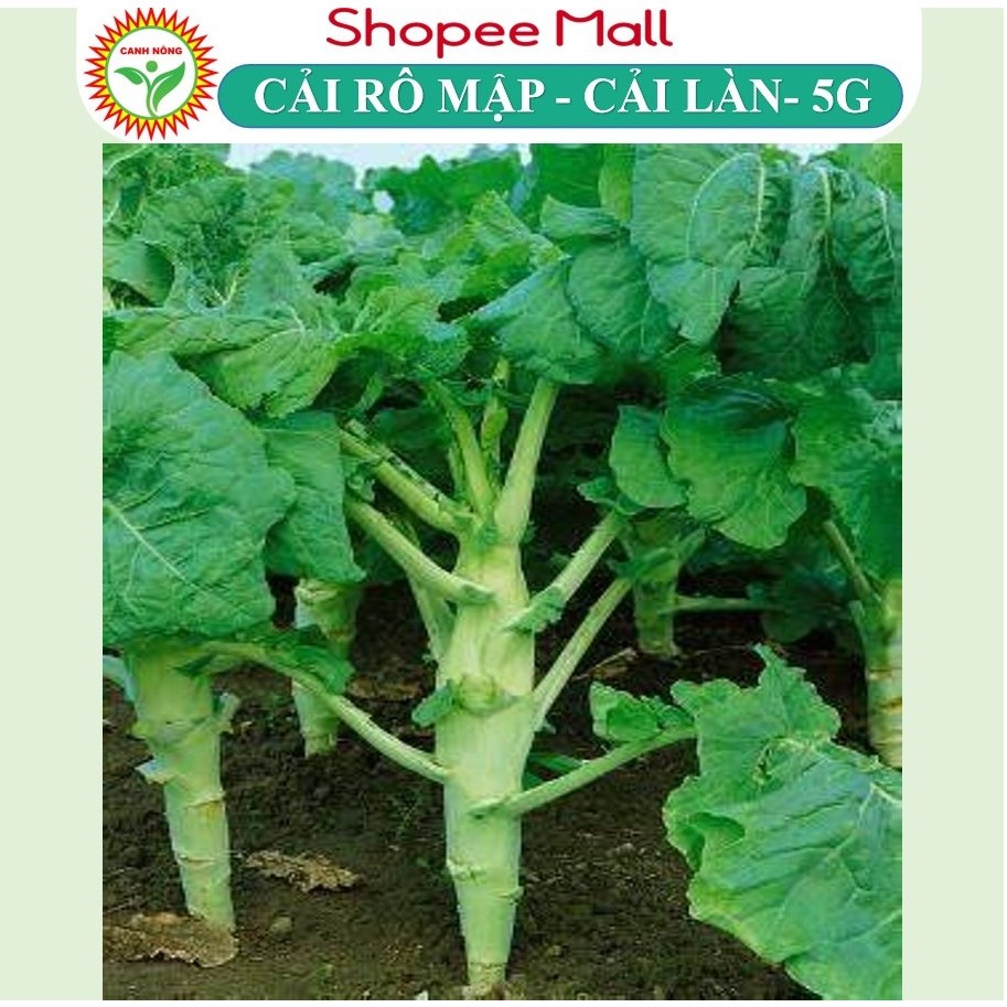 Hạt Giống Rau Cải Rổ (Cải Làn Cải Rổ) 2g~1000 Hạt Giống Cải Sinh Trưởng Khỏe, Nảy Mầm Tốt, Dễ Chăm Sóc Quanh Năm