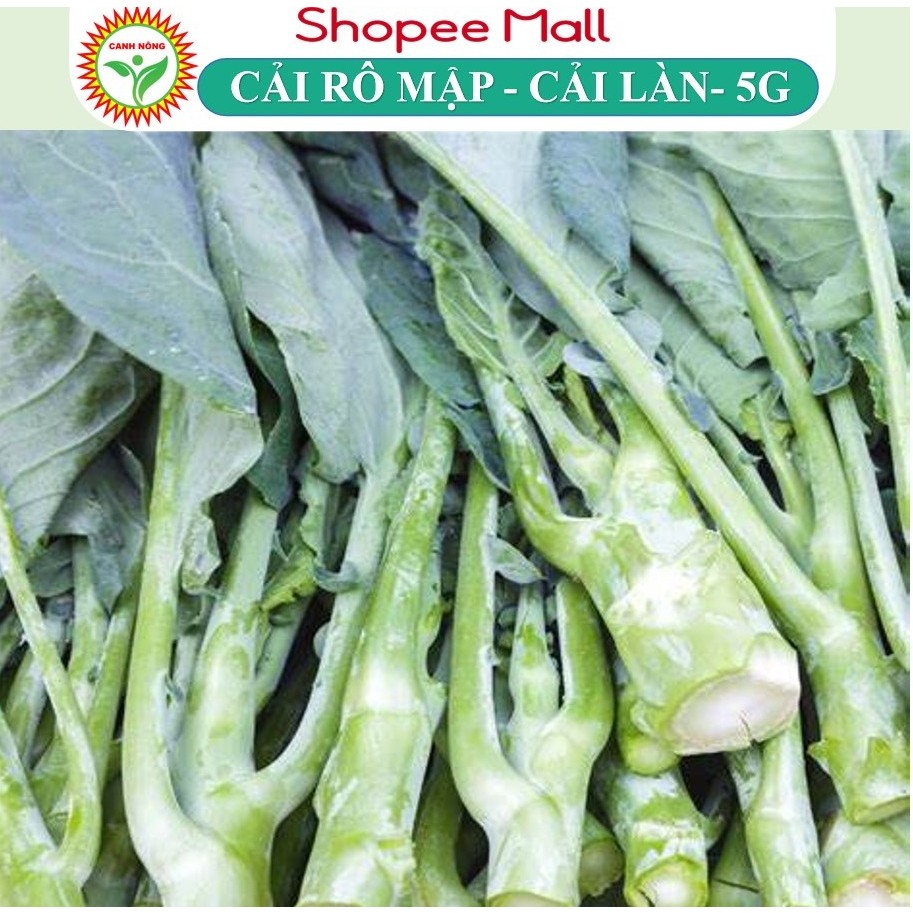 Hạt Giống Rau Cải Rổ (Cải Làn Cải Rổ) 2g~1000 Hạt Giống Cải Sinh Trưởng Khỏe, Nảy Mầm Tốt, Dễ Chăm Sóc Quanh Năm