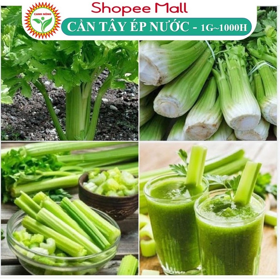 Hạt giống Cần Tây Ép Nước Bẹ To, Cọng Llớn Cần Tây Mỹ Ngọt Khổng Lồ dễ chăm sóc, sinh trưởng khỏe - Hạt Giống CANH NÔNG