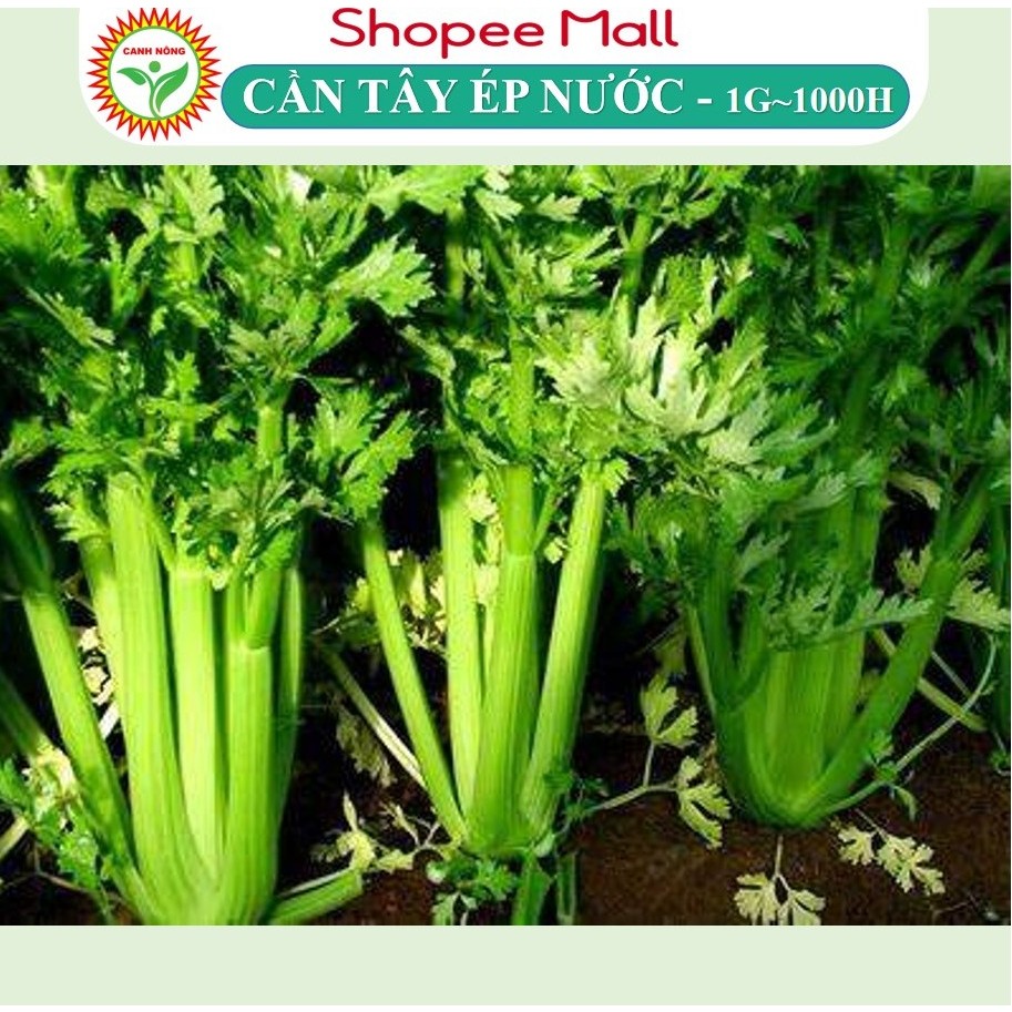 Hạt giống Cần Tây Ép Nước Bẹ To, Cọng Llớn Cần Tây Mỹ Ngọt Khổng Lồ dễ chăm sóc, sinh trưởng khỏe - Hạt Giống CANH NÔNG
