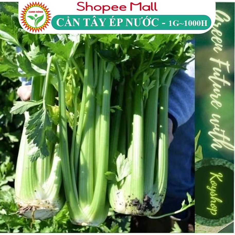 Hạt giống Cần Tây Ép Nước Bẹ To, Cọng Llớn Cần Tây Mỹ Ngọt Khổng Lồ dễ chăm sóc, sinh trưởng khỏe - Hạt Giống CANH NÔNG