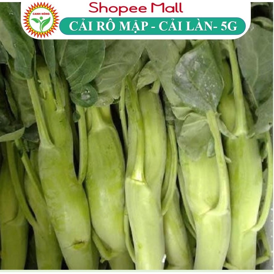 Hạt Giống Rau Cải Rổ (Cải Làn Cải Rổ) 2g~1000 Hạt Giống Cải Sinh Trưởng Khỏe, Nảy Mầm Tốt, Dễ Chăm Sóc Quanh Năm