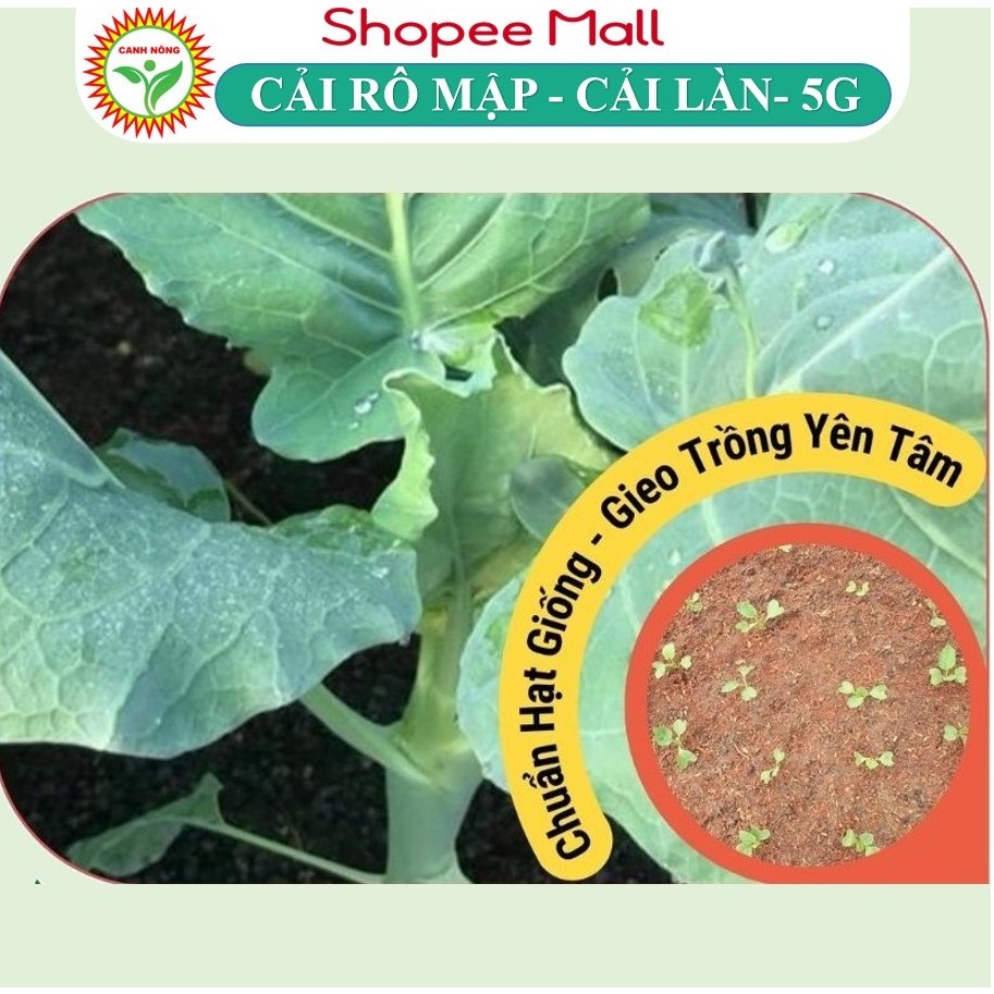 Hạt Giống Rau Cải Rổ (Cải Làn Cải Rổ) 2g~1000 Hạt Giống Cải Sinh Trưởng Khỏe, Nảy Mầm Tốt, Dễ Chăm Sóc Quanh Năm