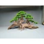 Cây gỗ lũa bonsai kiểu đồi cây [Phần đế bằng gỗ, phần thân có nhiều rể rủ, hang hốc. có 2 loại tán]