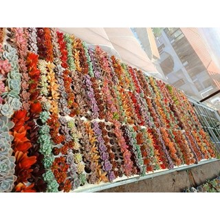 10 cây sen vỉ ngẫu nhiên cây khỏe lên màu siêu đẹp size 2-4cm lỗi 1 đền 1