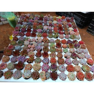 10 cây sen vỉ ngẫu nhiên cây khỏe lên màu siêu đẹp size 2-4cm lỗi 1 đền 1