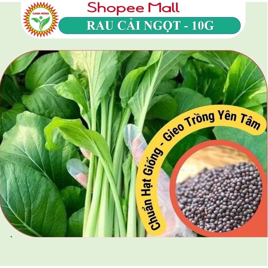 Hạt giống Cải Ngọt Cọng Xanh (10g~6000 hạt) giòn, ngọt, bẹ to, ít sâu bệnh, trồng quanh năm - Hạt giống CANH NÔNG