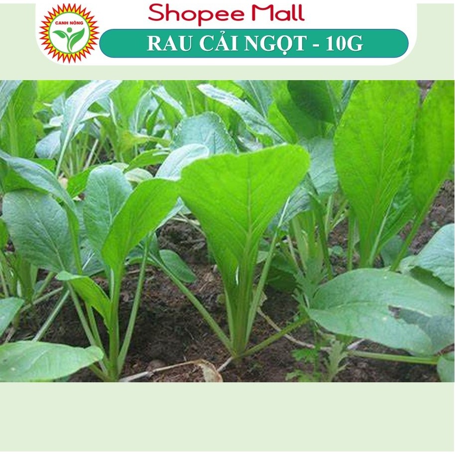 Hạt giống Cải Ngọt Cọng Xanh (10g~6000 hạt) giòn, ngọt, bẹ to, ít sâu bệnh, trồng quanh năm - Hạt giống CANH NÔNG