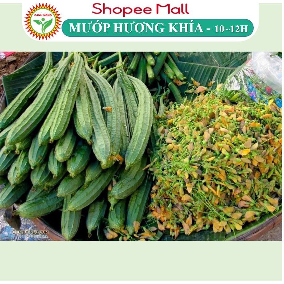 Hạt giống Mướp Hương Khía (1g~10-12 hạt) nảy mầm tốt, năng suất cao, trái dài, trồng quanh năm - Hạt giống CANH NÔNG