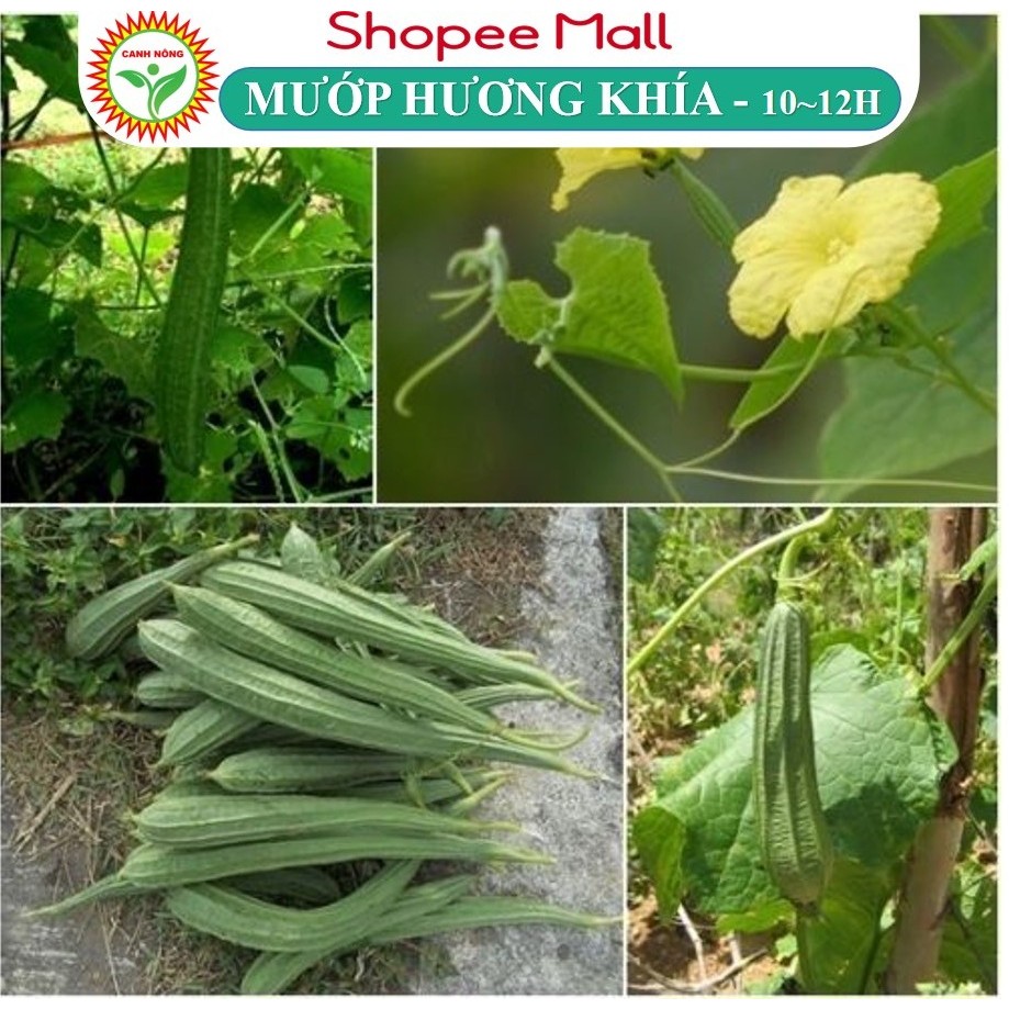 Hạt giống Mướp Hương Khía (1g~10-12 hạt) nảy mầm tốt, năng suất cao, trái dài, trồng quanh năm - Hạt giống CANH NÔNG