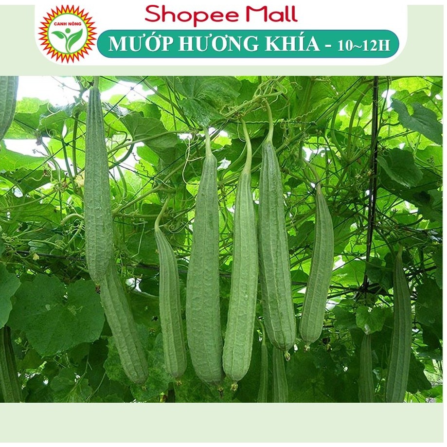 Hạt giống Mướp Hương Khía (1g~10-12 hạt) nảy mầm tốt, năng suất cao, trái dài, trồng quanh năm - Hạt giống CANH NÔNG