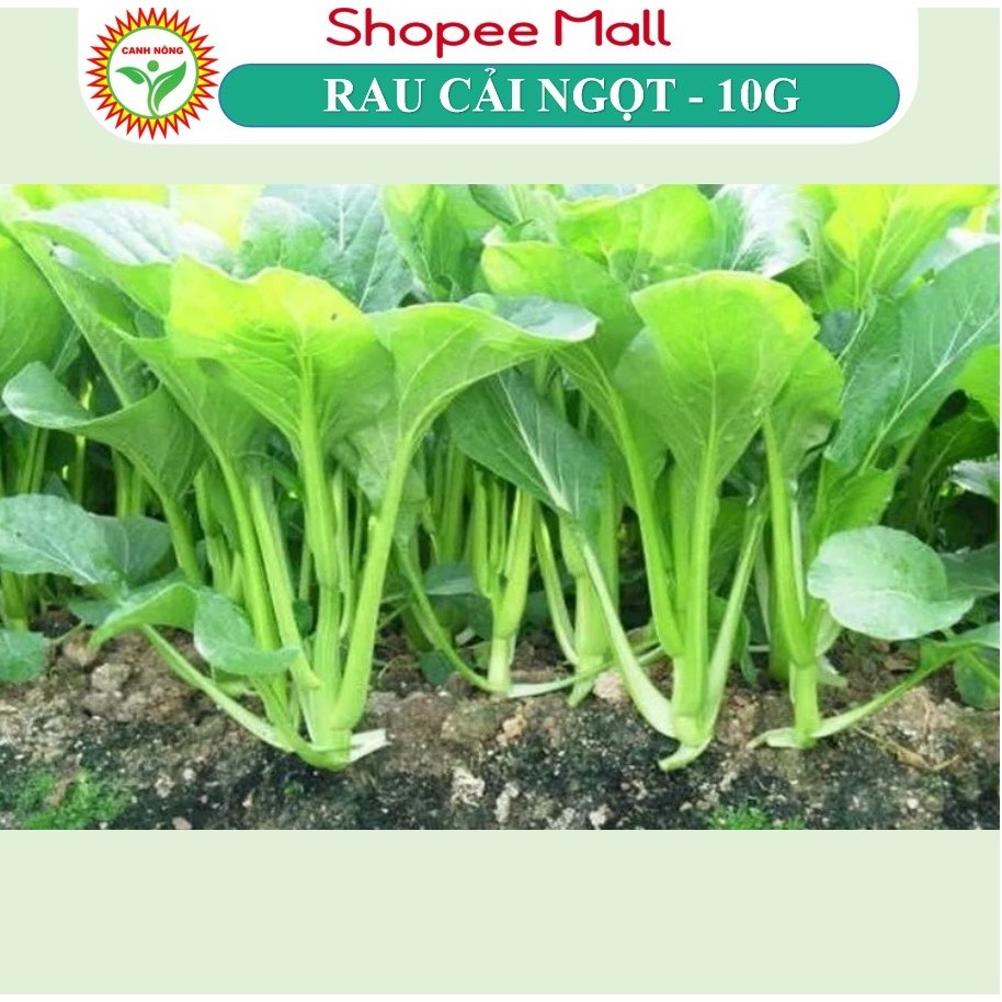 Hạt giống Cải Ngọt Cọng Xanh (10g~6000 hạt) giòn, ngọt, bẹ to, ít sâu bệnh, trồng quanh năm - Hạt giống CANH NÔNG