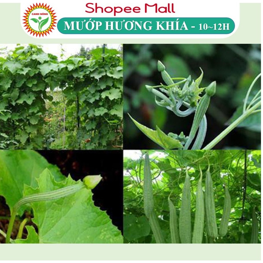 Hạt giống Mướp Hương Khía (1g~10-12 hạt) nảy mầm tốt, năng suất cao, trái dài, trồng quanh năm - Hạt giống CANH NÔNG