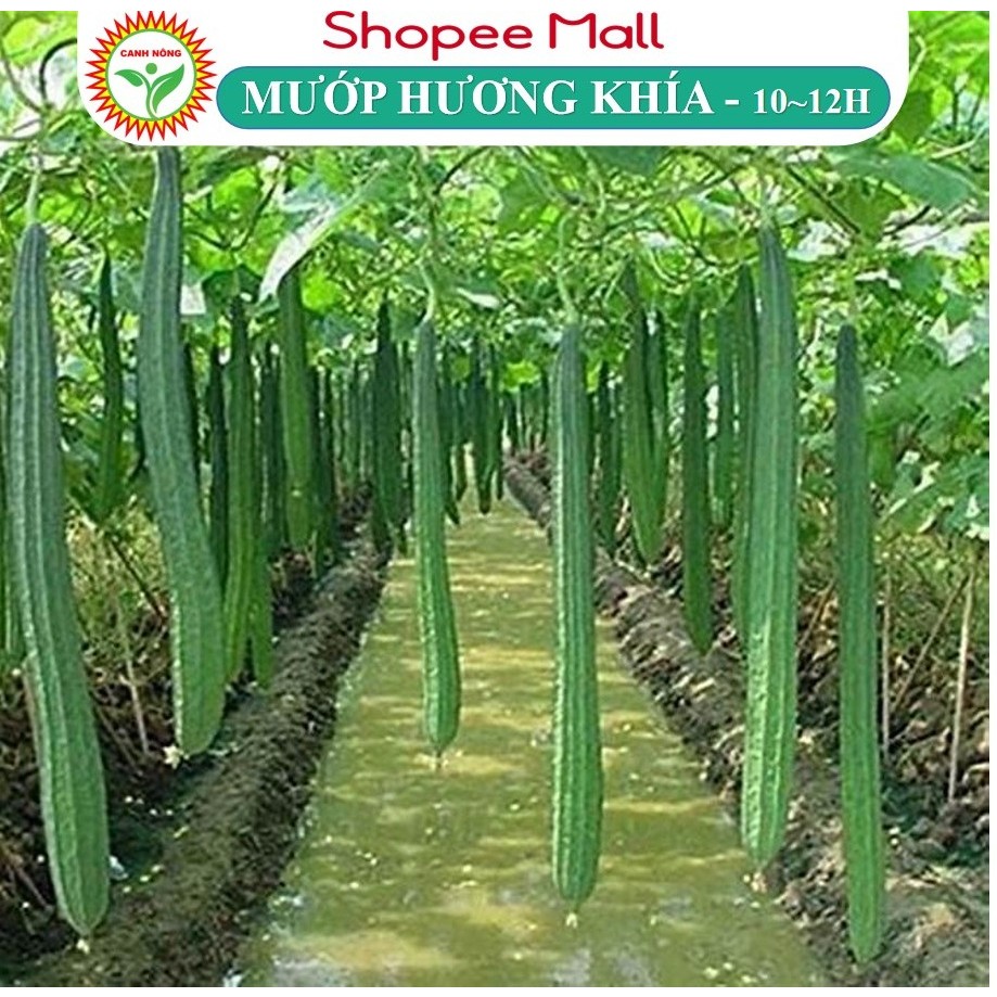 Hạt giống Mướp Hương Khía (1g~10-12 hạt) nảy mầm tốt, năng suất cao, trái dài, trồng quanh năm - Hạt giống CANH NÔNG